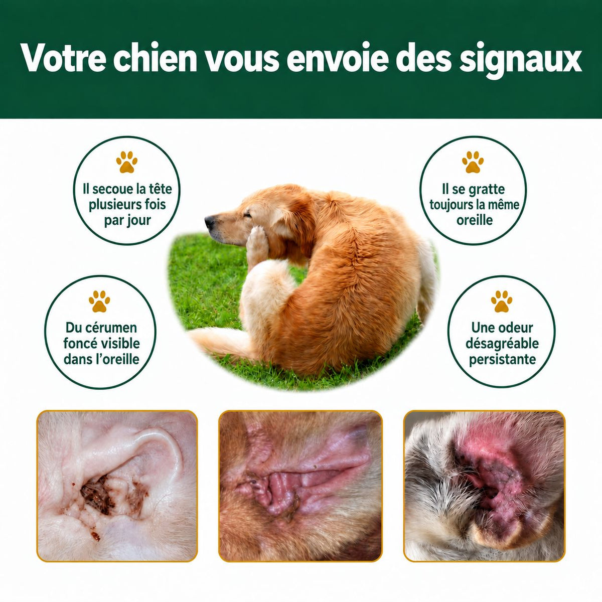 Signes d’inconfort des oreilles chez le chien