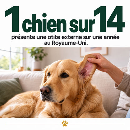 Otite externe : étude britannique chez le chien